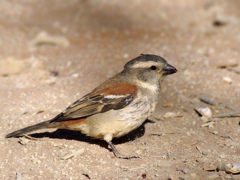 Южноафриканский Воробей passer melanurus