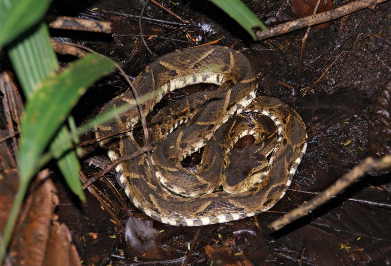 BOTHROPS Asper змея