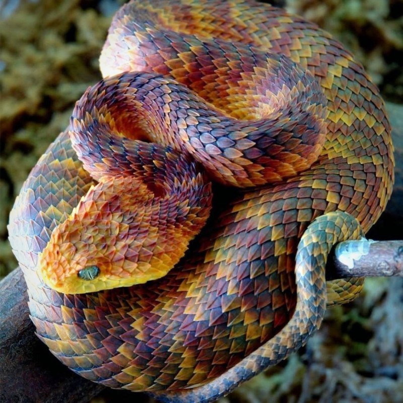 Кустарниковая гадюка (Atheris