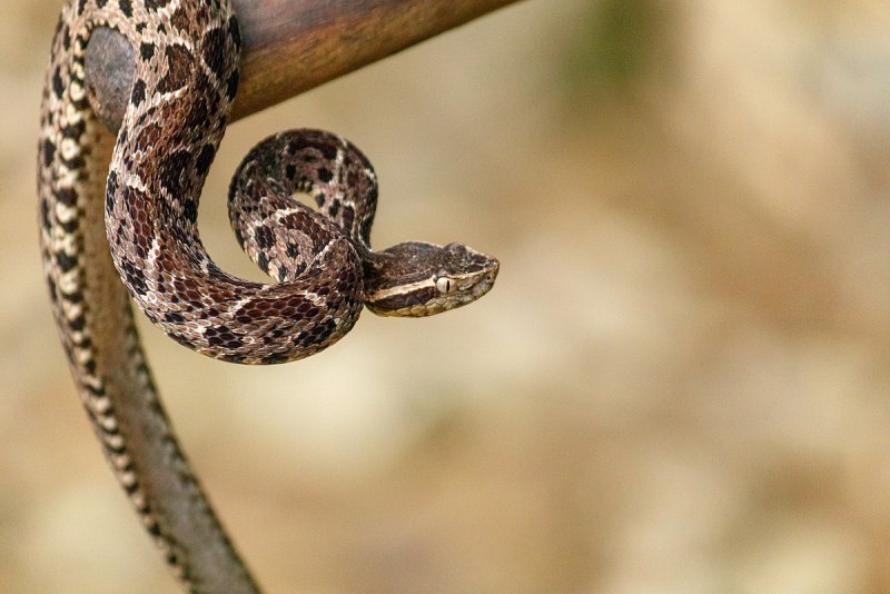 BOTHROPS jararacussu