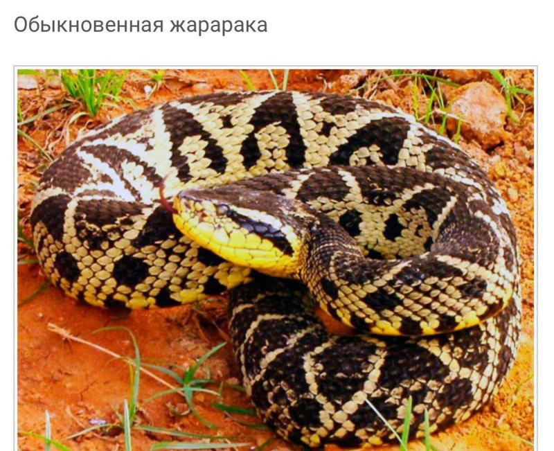 Обыкновенная жарарака