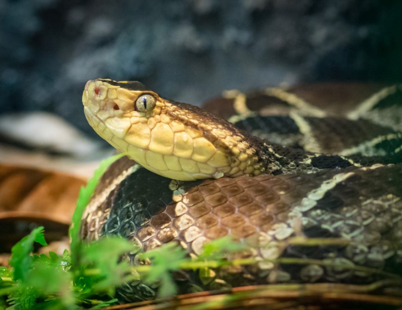 BOTHROPS Asper змея