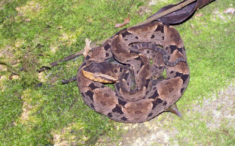 BOTHROPS Asper змея