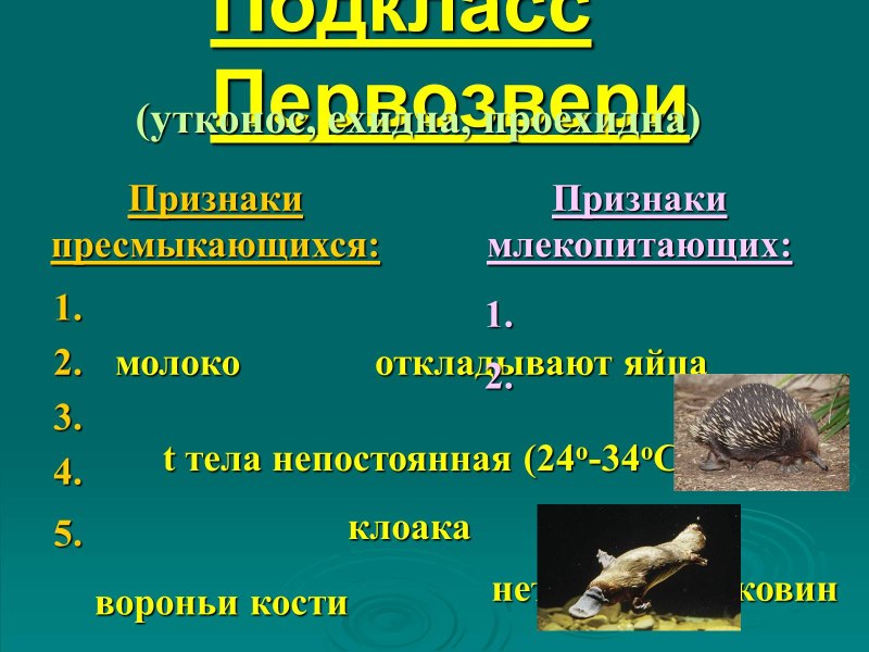 Признаки пресмыкающихся