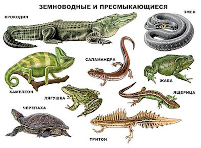 Амфибии ( земноводные) и рептилии (пресмыкающиеся).