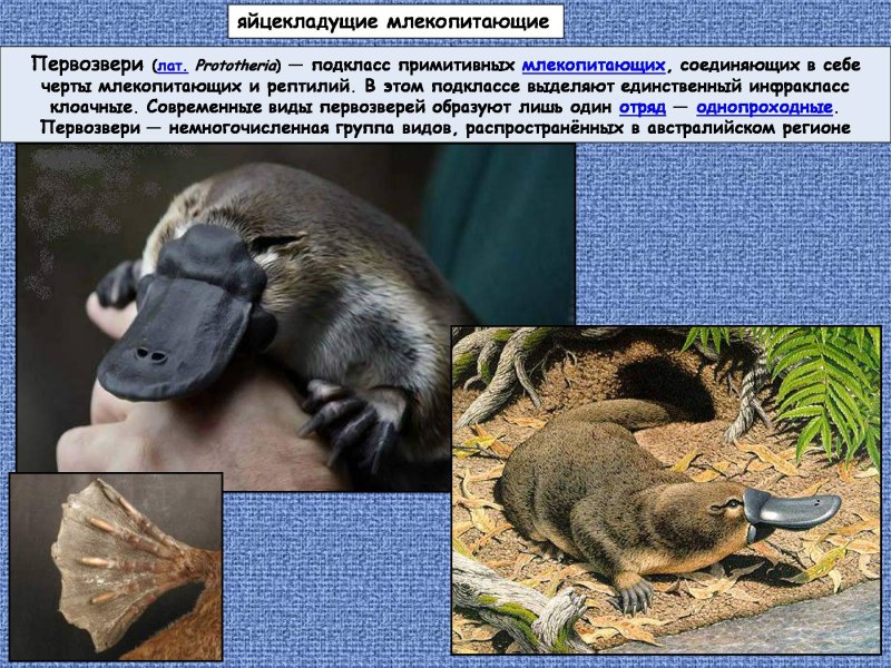 Первозвери яйцекладущие