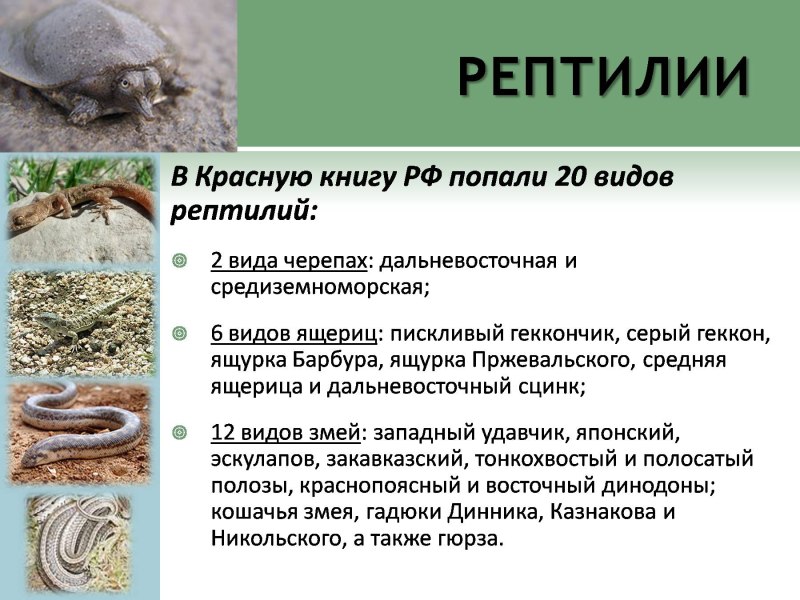 Пресмыкающиеся занесенные в красную книгу России