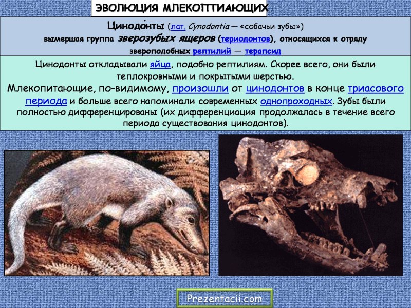 Маммализация териодонтов