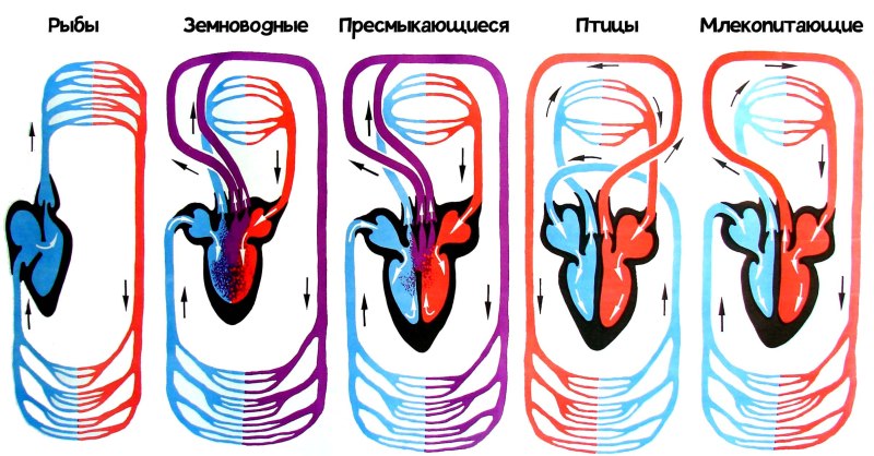 Эволюция кругов кровообращения