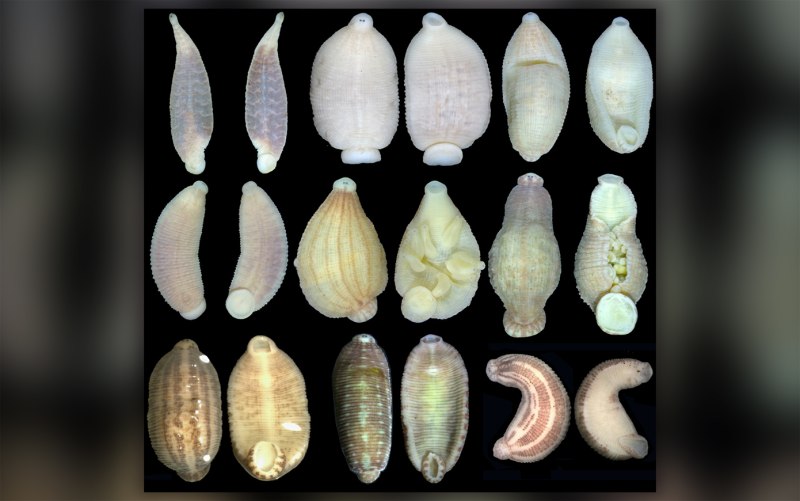 Hemiclepsis marginata пиявка