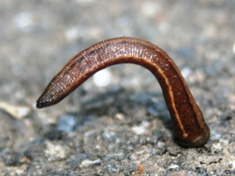Японская Горная пиявка Haemadipsa zeylanica