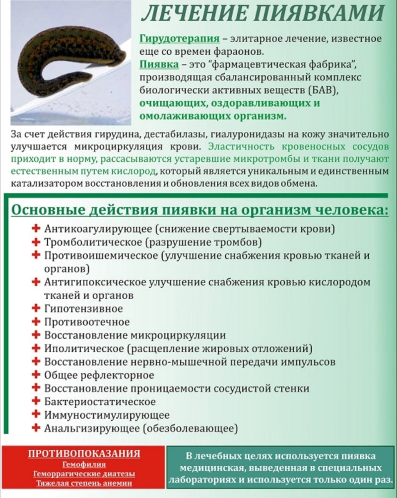 Гирудотерапия противопоказания