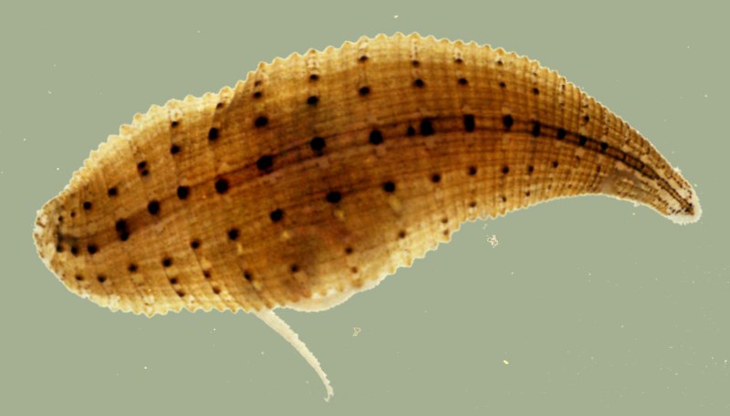 Пиявка улитковая (Glossiphonia complanata);