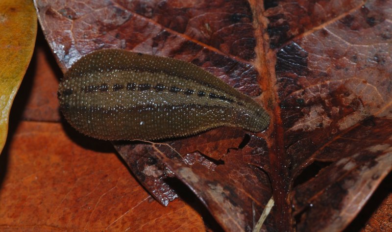 Haemadipsa zeylanica