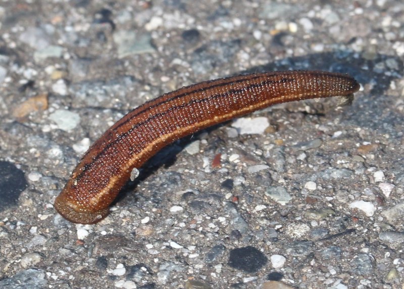Haemadipsa zeylanica