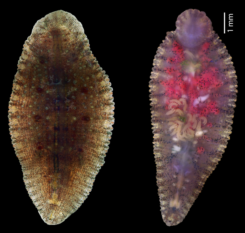 Placobdelloides Siamensis