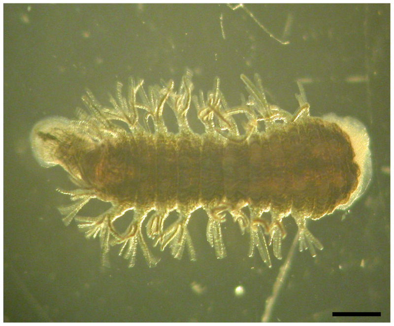 Ozobranchidae