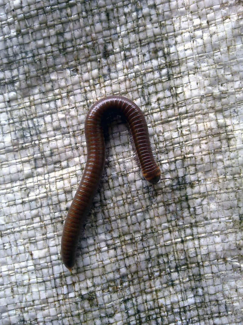 Малая Ложноконская пиявка Erpobdella octoculata