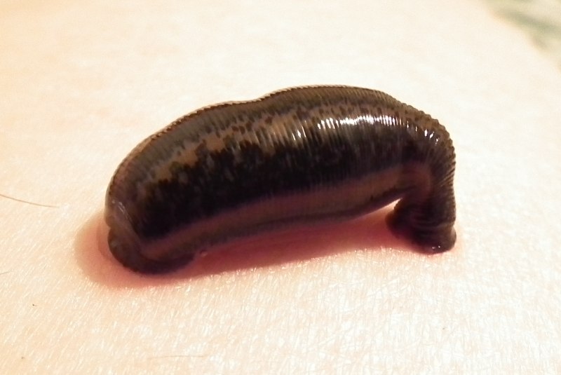 Восточная пиявка Hirudo medicinalis orientalis