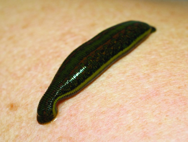 Медицинская пиявка Hirudo medicinalis