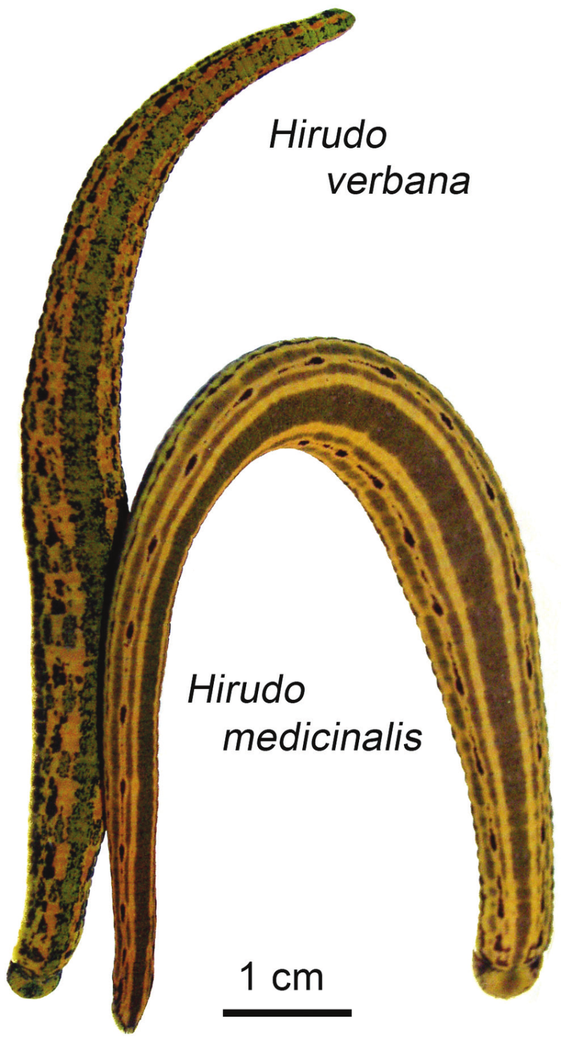 Классификация Hirudo medicinalis