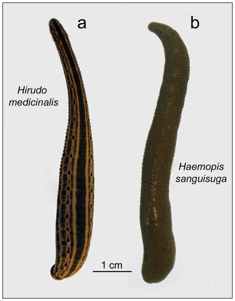Большая Ложноконская пиявка Haemopis sanguisuga