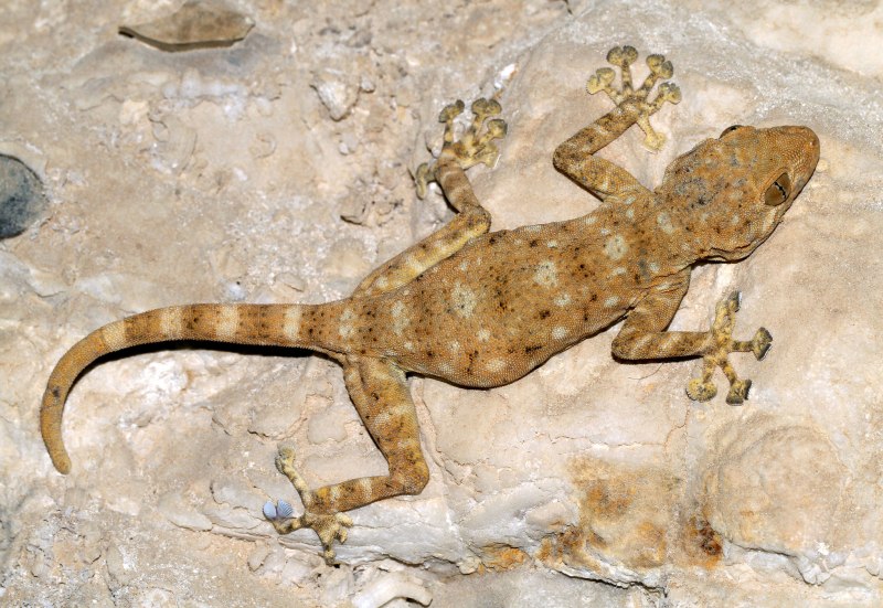 Ptyodactylus guttatus
