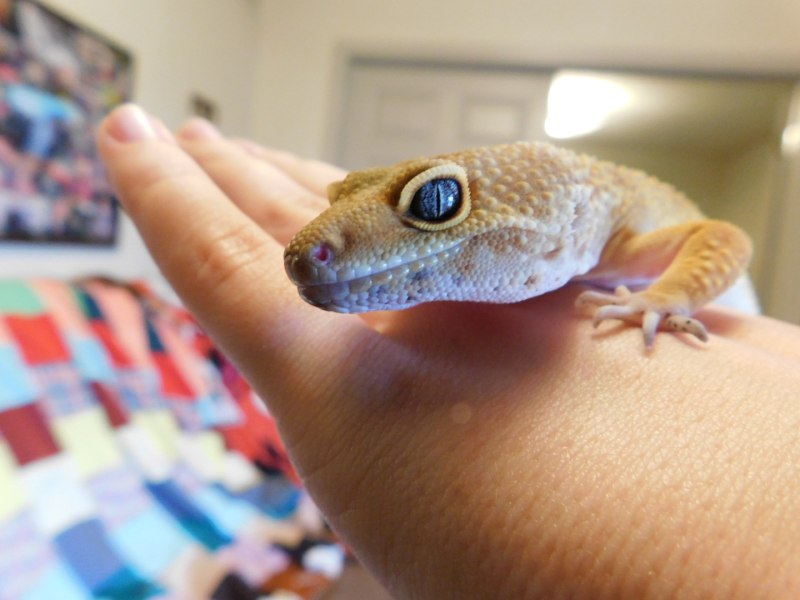 Spotted Leopard Gecko