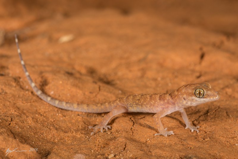 Heteronotia binoei
