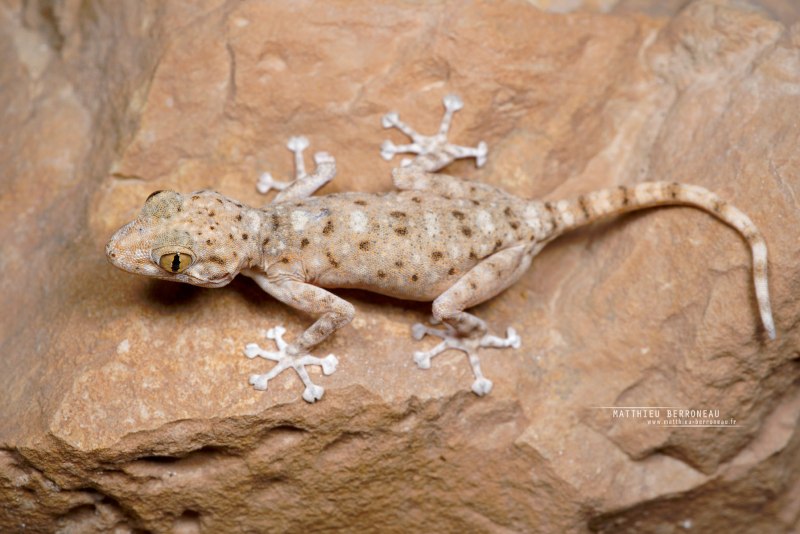 Полосатый геккон (Gekko vittatus)
