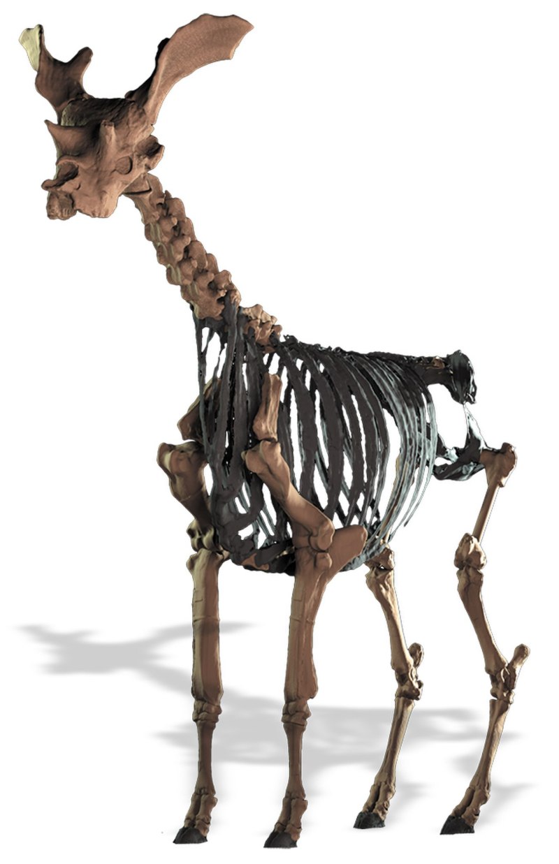 Sivatherium giganteum