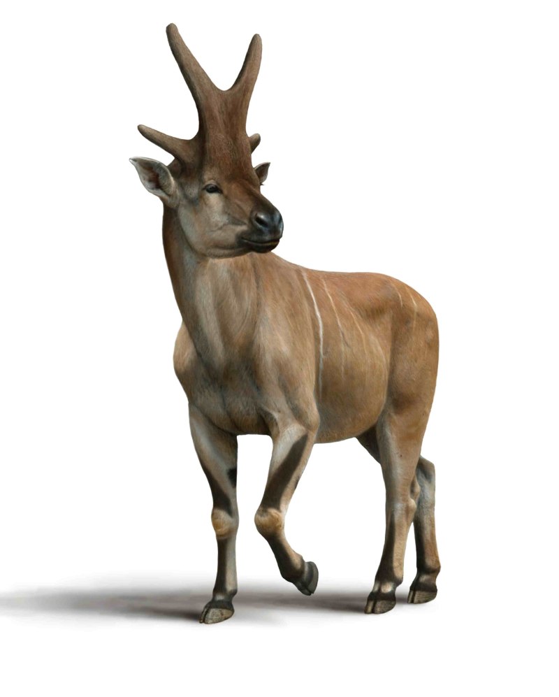 Bramatherium perimense