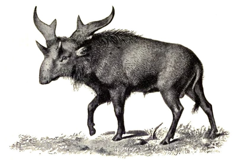 Sivatherium giganteum