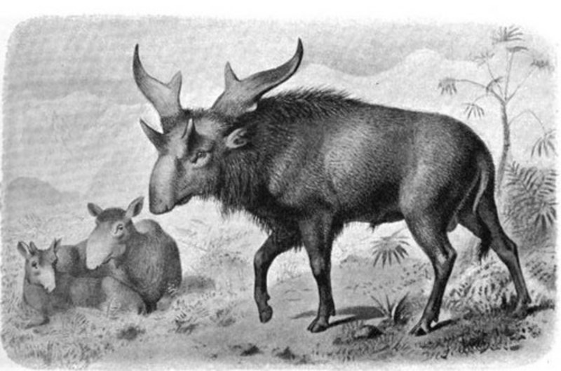 Sivatherium giganteum