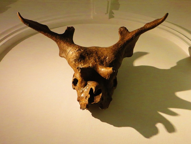 Sivatherium giganteum