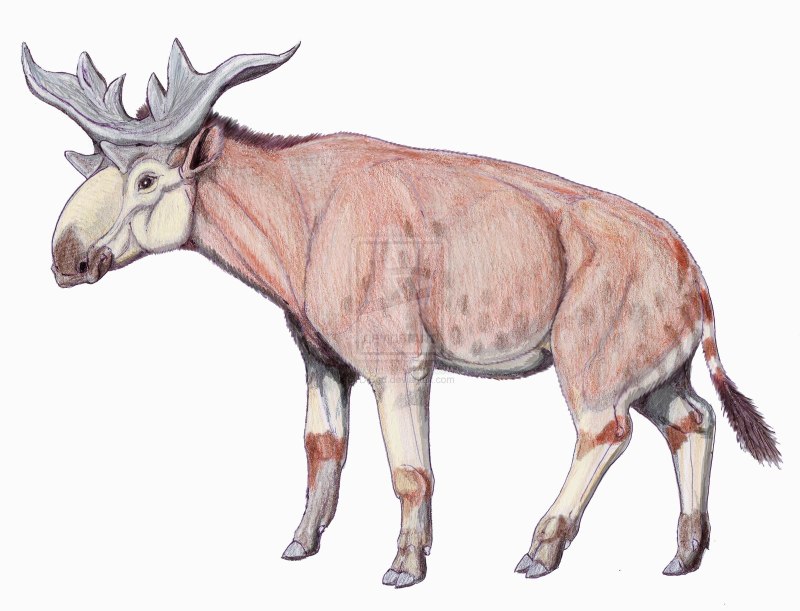 Sivatherium giganteum