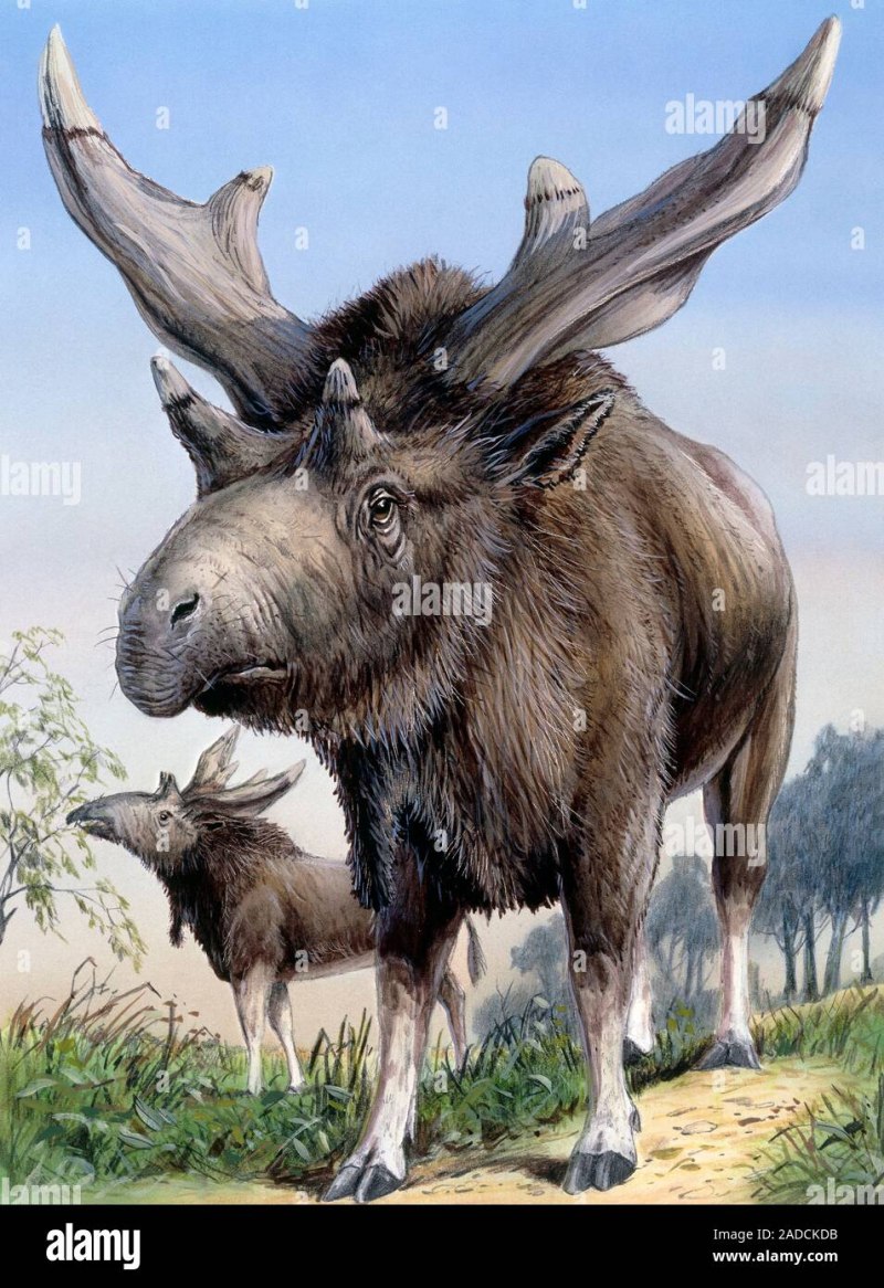 Sivatherium Mauricium