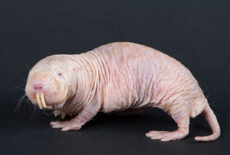 Голый землекоп (Heterocephalus Glaber)