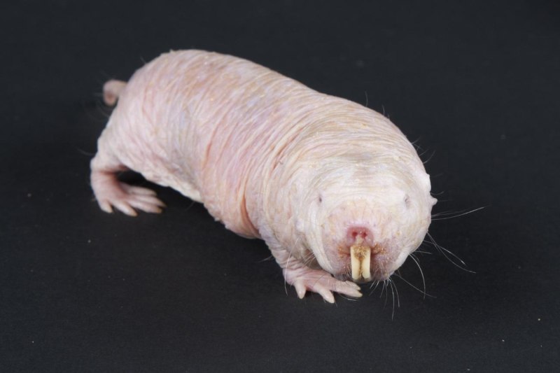 Голый землекоп (Heterocephalus Glaber)