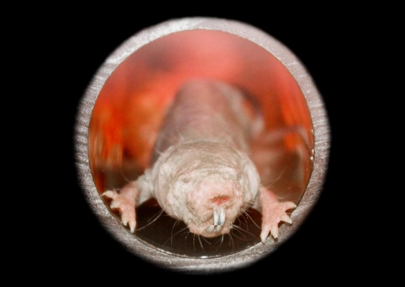 Голый землекоп (Heterocephalus Glaber)
