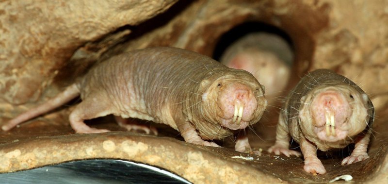 Голый землекоп (Heterocephalus Glaber)