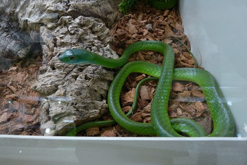 Philothamnus semivariegatus