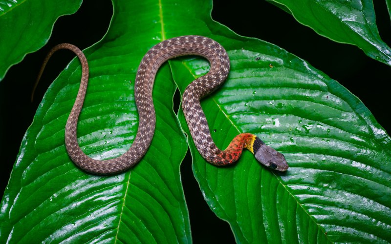 Rhabdophis subminiatus