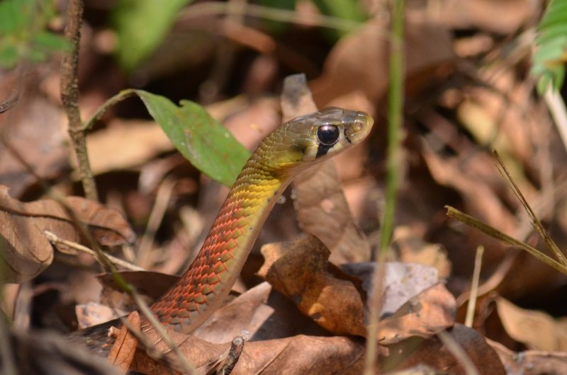 Rhabdophis subminiatus