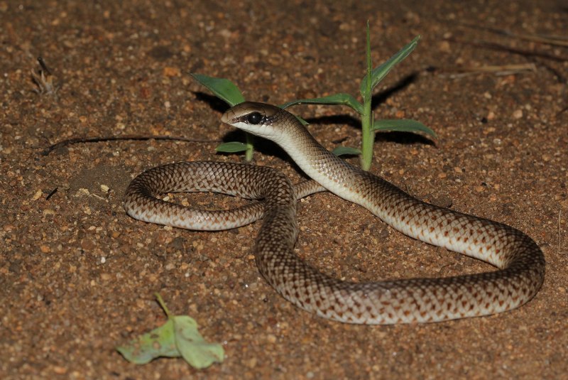 Rhamphiophis rostratus