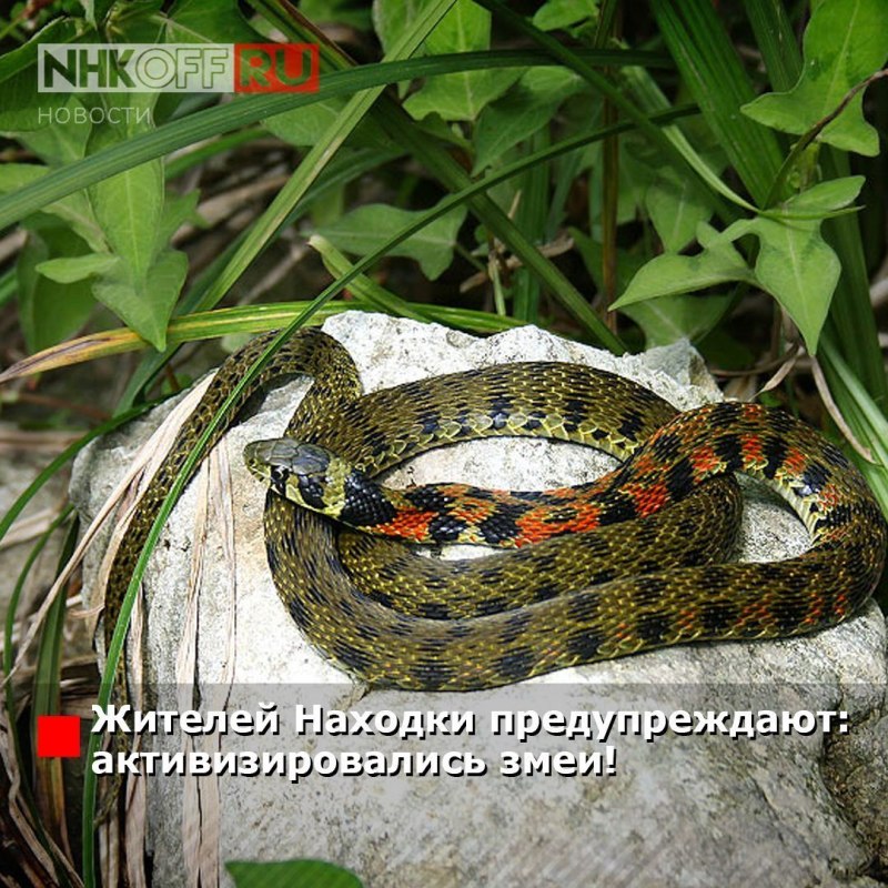 Щитомордник змея Дальневосточный