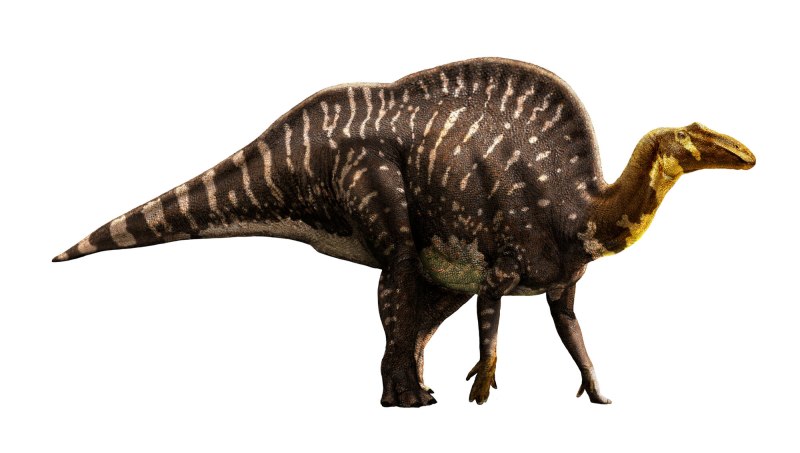 Ouranosaurus nigeriensis