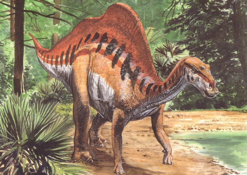Ouranosaurus nigeriensis
