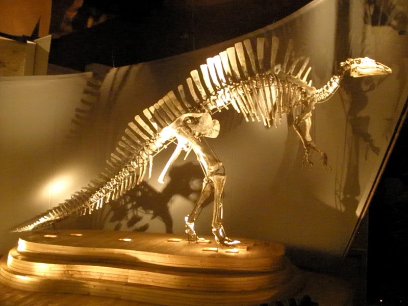 Ouranosaurus nigeriensis