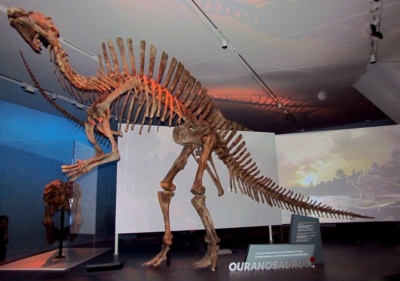 Ouranosaurus nigeriensis
